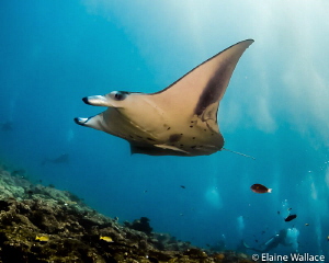 Manta cleaning station by Elaine Wallace 